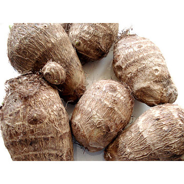 Good Quality Fresh Taro For Sale