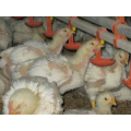 Broiler feeding system