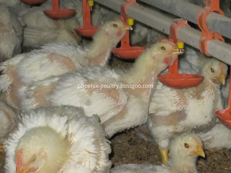  poultry farm system