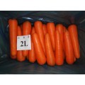 Hot sale red fresh carrot