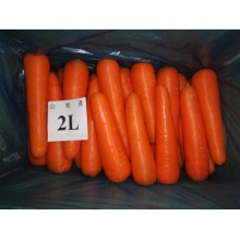 Zanahoria fresca venta caliente rojo