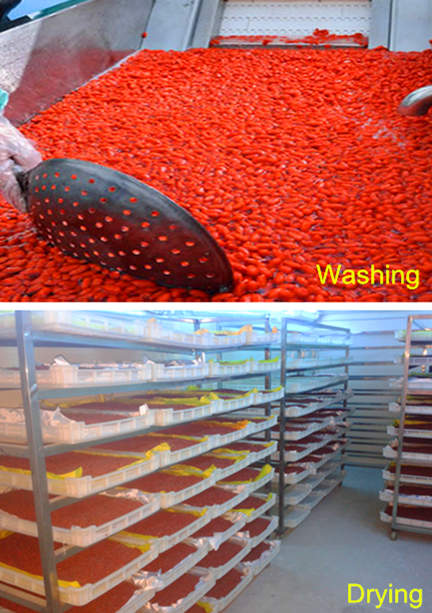 Goji berry wolfberry washing&Drying process