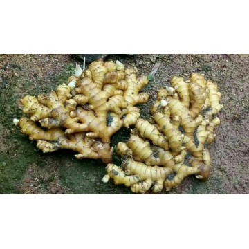 New ginger hot sale anqiu ginger