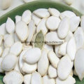 Top Sales Raw Comestíveis Sementes Shine Skin Pumpkin Seeds (cor amarelo claro)