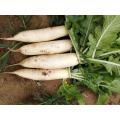 High Quality Fresh White Radish