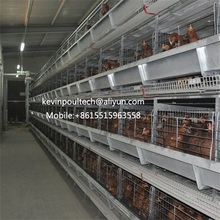 Best Price Automatic Layer Chicken Cage