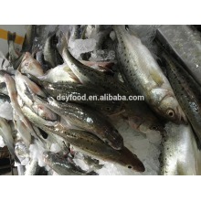 frozen bass fillet (lateolabrax japonicus) for human