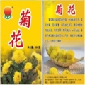 Herb wild organic Dried Chrysanthemum