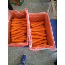 Red Fresh Fresh Crop Carrot (80-150g)