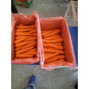 Красная свежая новая морковь (80-150 г)