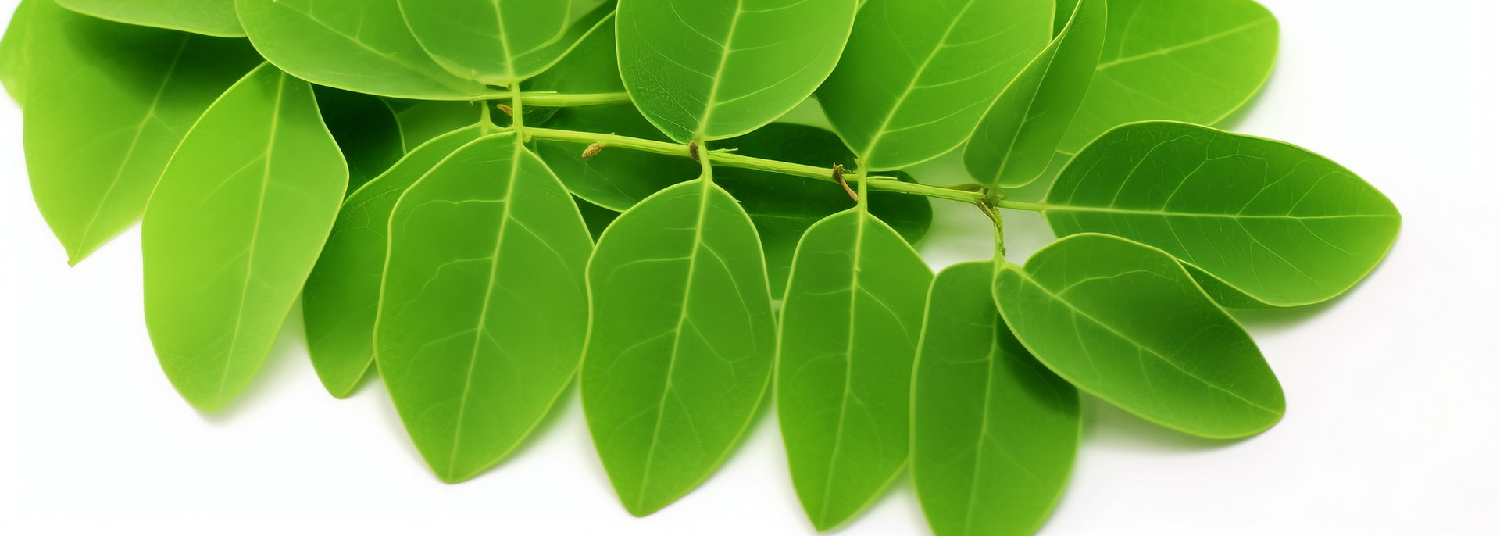 Moringa-Powder-3 Moringa-Powder-3