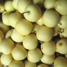 Fresh New Crop Golden Pear/Crown Pear Good Quality