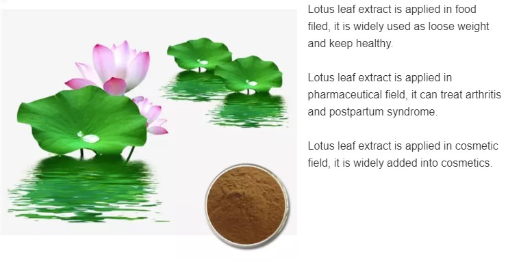 Lotus Leaf Extract 4