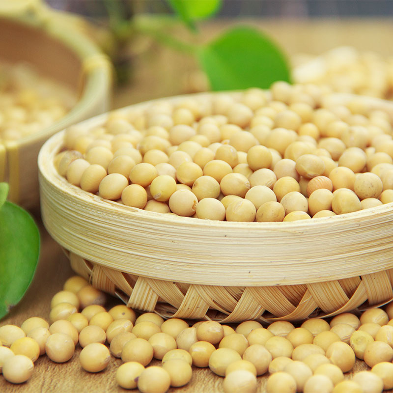 soybean