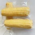 High Quality White Sweet Corns