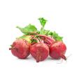 Food ingredients beetroot extract powder