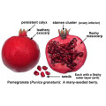 Granatum punica granatum extrato punica granatum planta