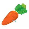 Export Standard Fresh Carrot