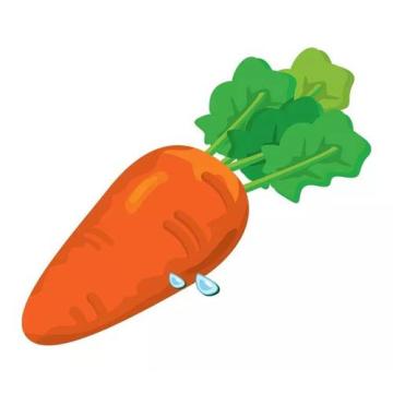 Export Standard Fresh Carrot