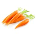 Top Quality Fresh Carrot