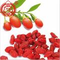 The Dried Red Goji Berries Fruit