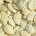 Top Sales Raw Comestíveis Sementes Shine Skin Pumpkin Seeds (cor amarelo claro)