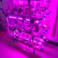 Indoor Hydroponic Vertical System With Led Growing Lights