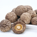 High Grade Organic Dried Mushroom