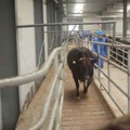 Calage d&#39;abattoir de bétail