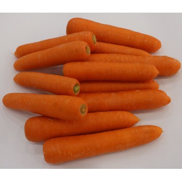 2016 New ernten Shandong frischen Karotten zu verkaufen