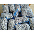 Chines Cold Storage New Purple Garlic