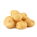 Fresh Yellow Holland Potato