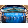 Grand tunnel acrylique transparent personnalisé dans l&#39;océan Aquarium