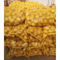 Fresh Yellow Holland Potato