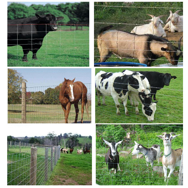 Galvanised Wire Livestock Fence