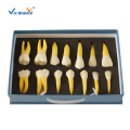 Dental Implant Teeth Education Models