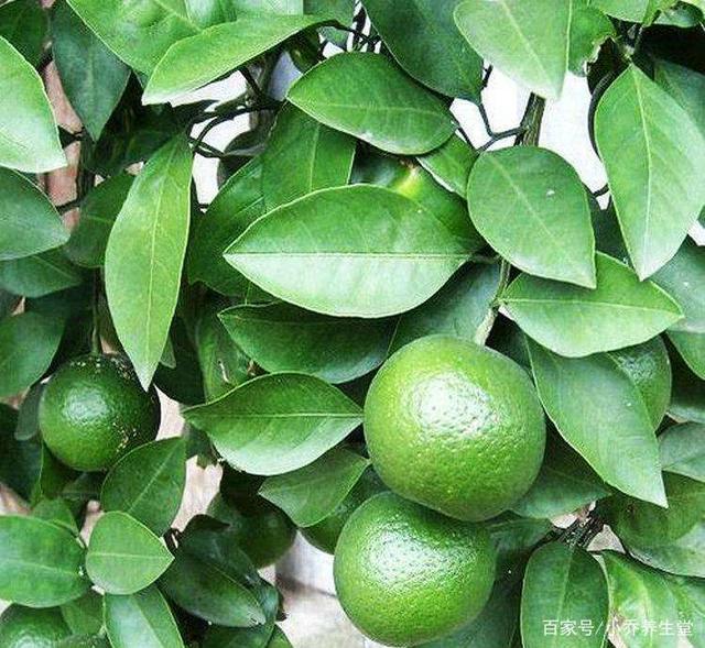 Synephrine Synephrine