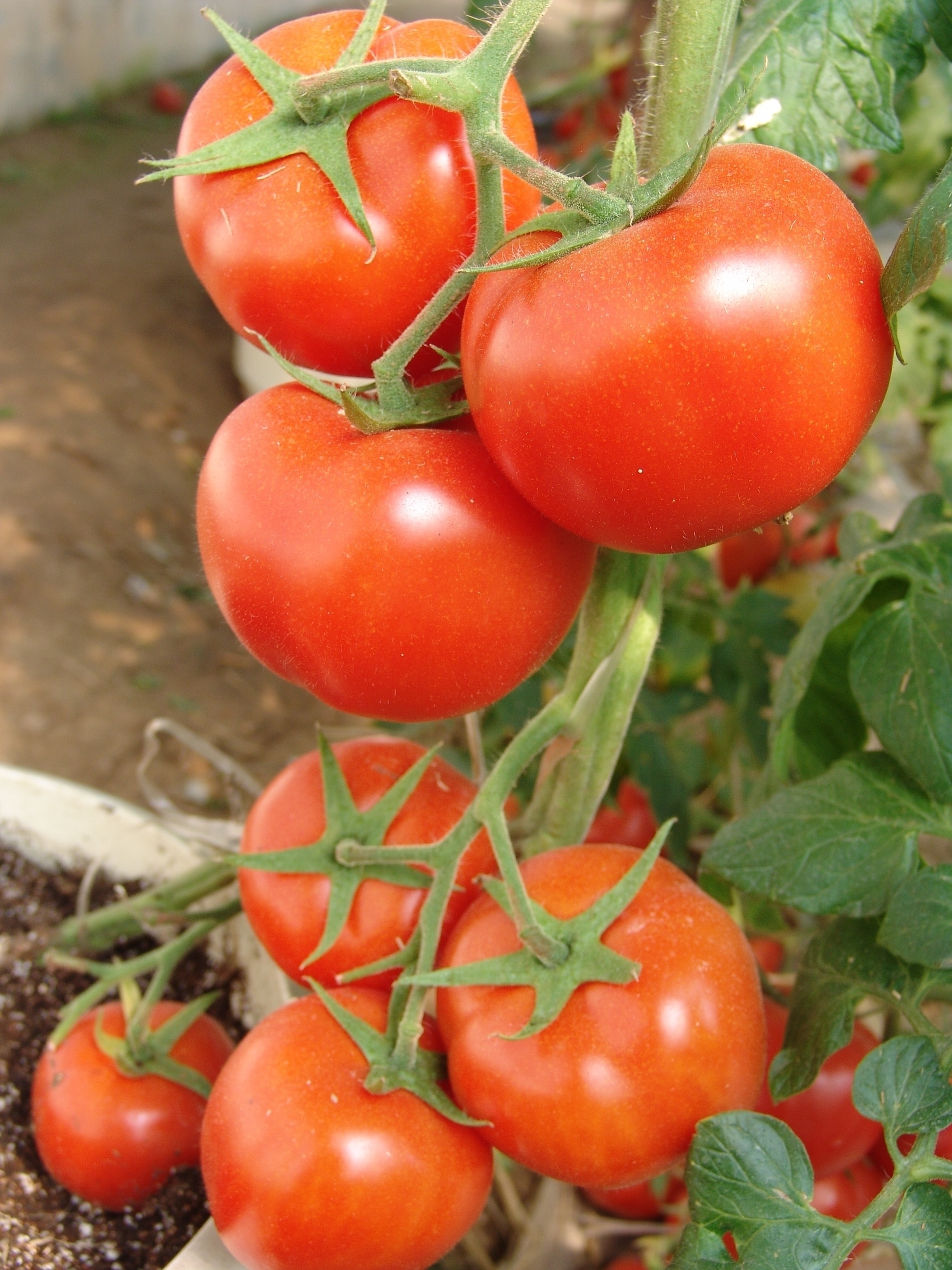 Hybrid Tomato Seeds