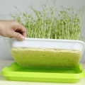 Microgreens hidropônicos de mudas crescem bandeja à venda