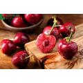 acerola extract acerola cherry powder vitamin c