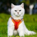 Dog Harness Vest Rope Dog Leash