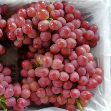 Food Fruits Red Grape Fresh