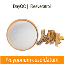 Organisches Resveratrol Polygonum cuspidatum Wurzelextrakt