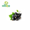 Black currant juice powder