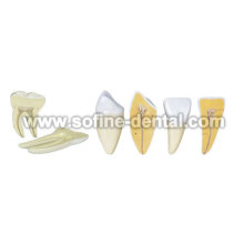 Human Teeth Model