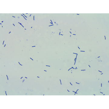 100 Billion CFU/g Powder Lactobacillus Acidophilus