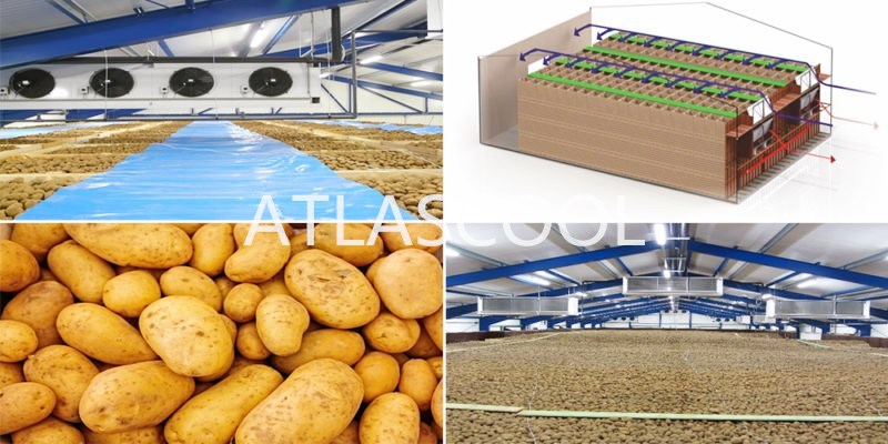 Potato Cold Storage