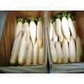 New Crop/High Quality/Fresh White Radish