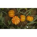 Mini  round orange F1 hybrid pumpkin seeds