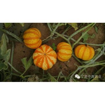 Mini  round orange F1 hybrid pumpkin seeds